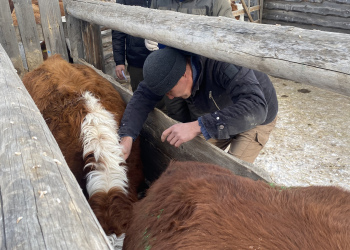 Молодой фермер из Бичурского района КФХ Ринчинов Амгалан Будажапович планирует получить статус племенного репродуктора по разведению КРС Казахской белоголовой породы.
