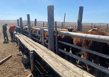 Бурятские племенные быки казахской белоголовой породы отправлены в Республику Монголия/